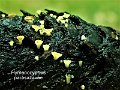 Hymenoscyphus parasazavae-amf2031